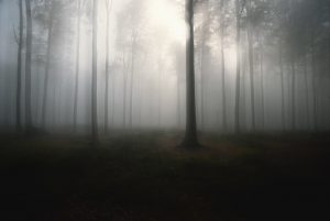 dismal picture of trees in fog - almost monochromatic